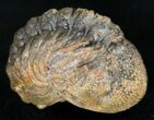 Bumpy, Enrolled Barrandeops (Phacops) Trilobite #11257-1